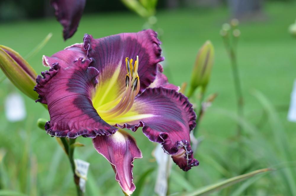 Photo of Daylily (Hemerocallis 'Alpha and Omega') uploaded by Anne
