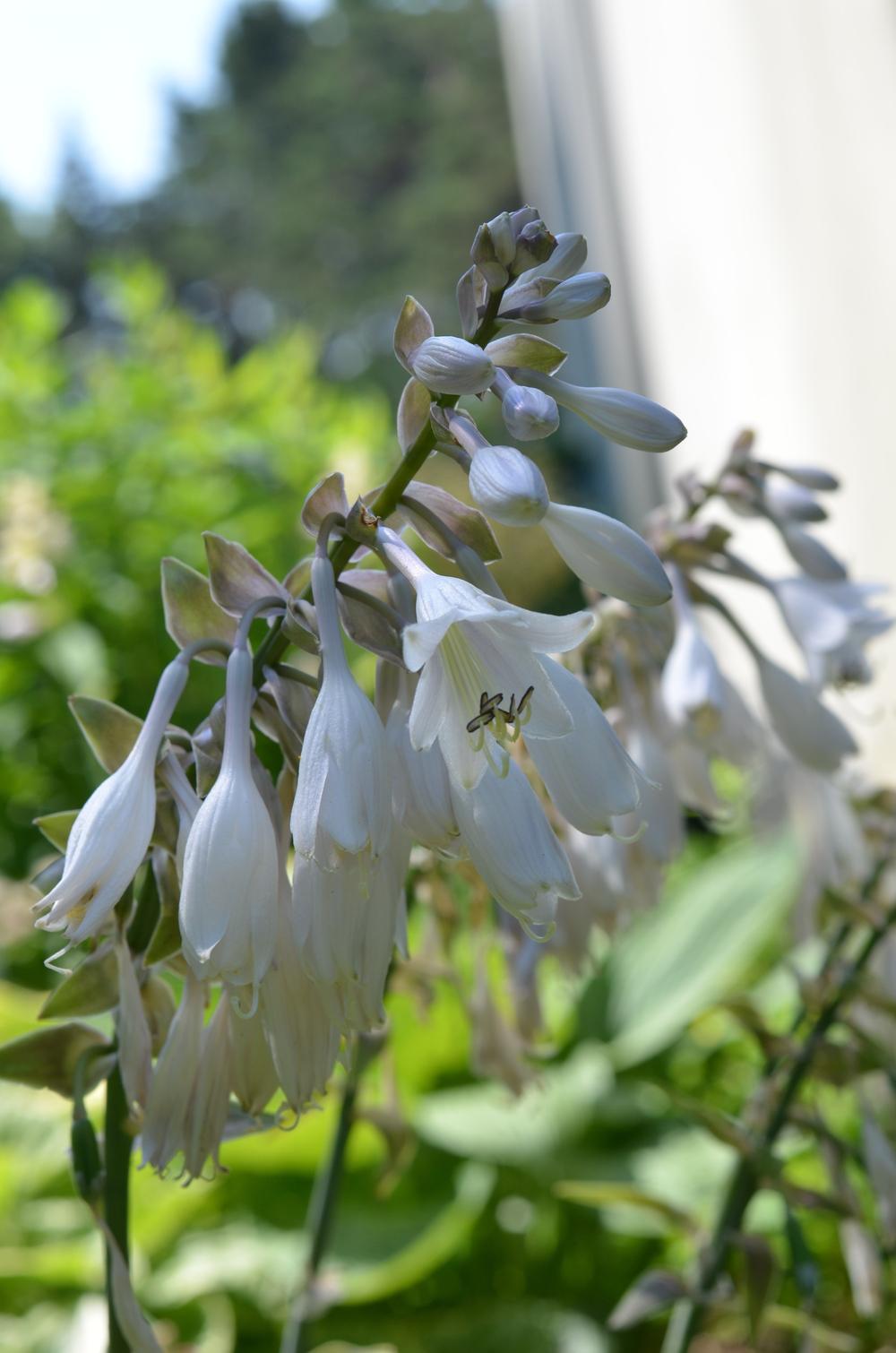Photo of Hosta 'Queen of the Seas' uploaded by Anne