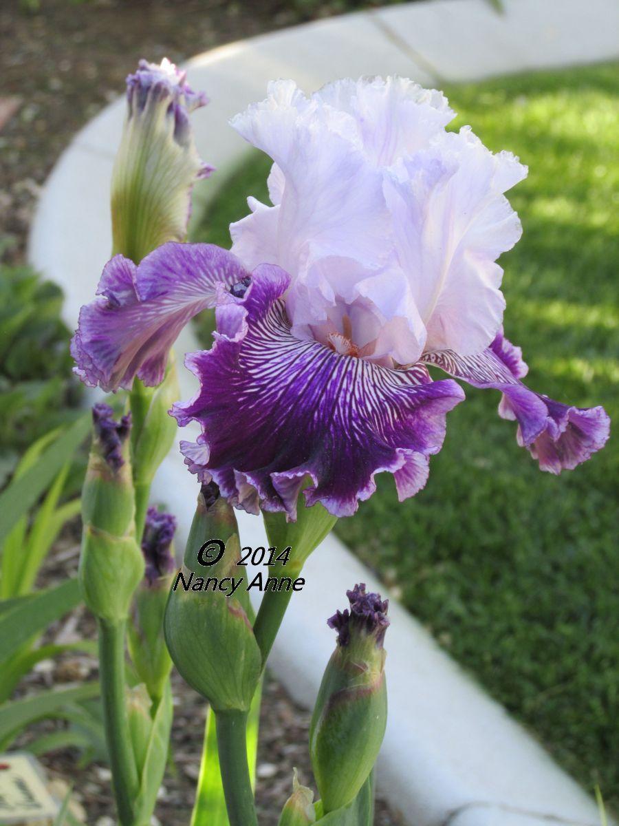 Photo of Tall Bearded Iris (Iris 'Gypsy Geena') uploaded by Bloomers