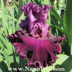 
Photo courtesy of Napa Country Iris Garden