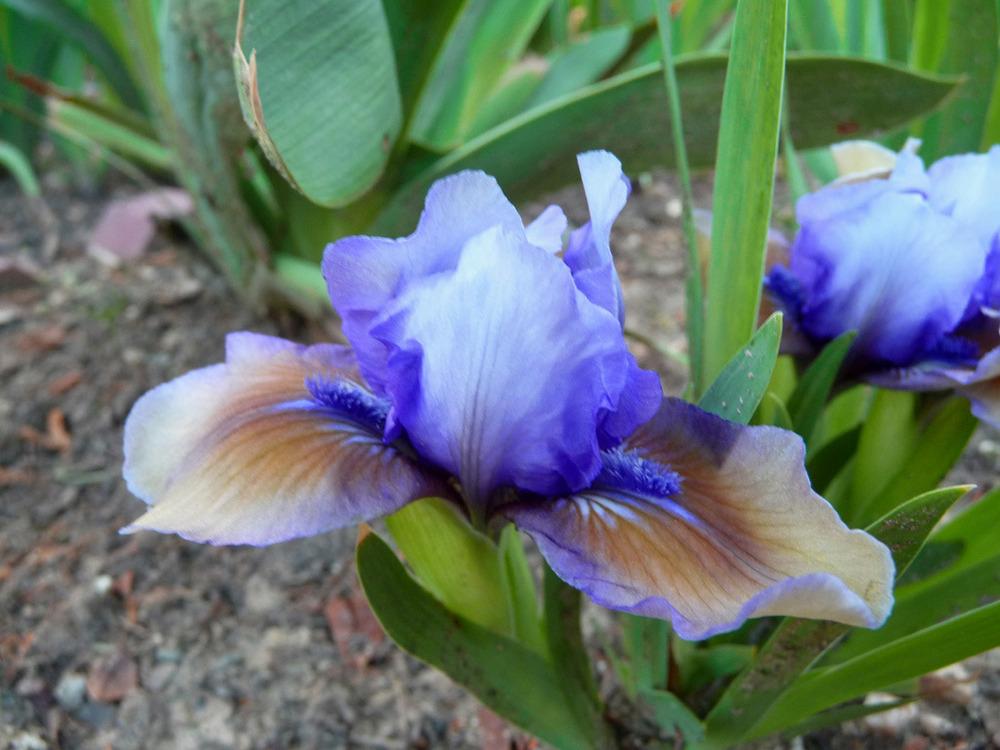 Photo of Standard Dwarf Bearded Iris (Iris 'Blueberry Tart') uploaded by Lestv