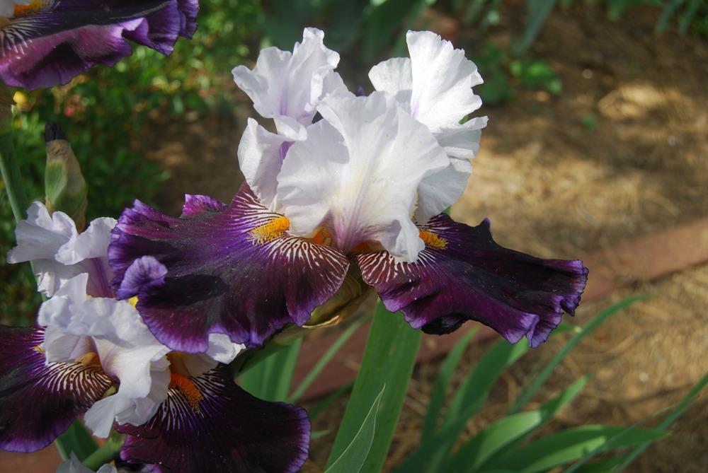Photo of Tall Bearded Iris (Iris 'Gallant Theme') uploaded by Phillipb2