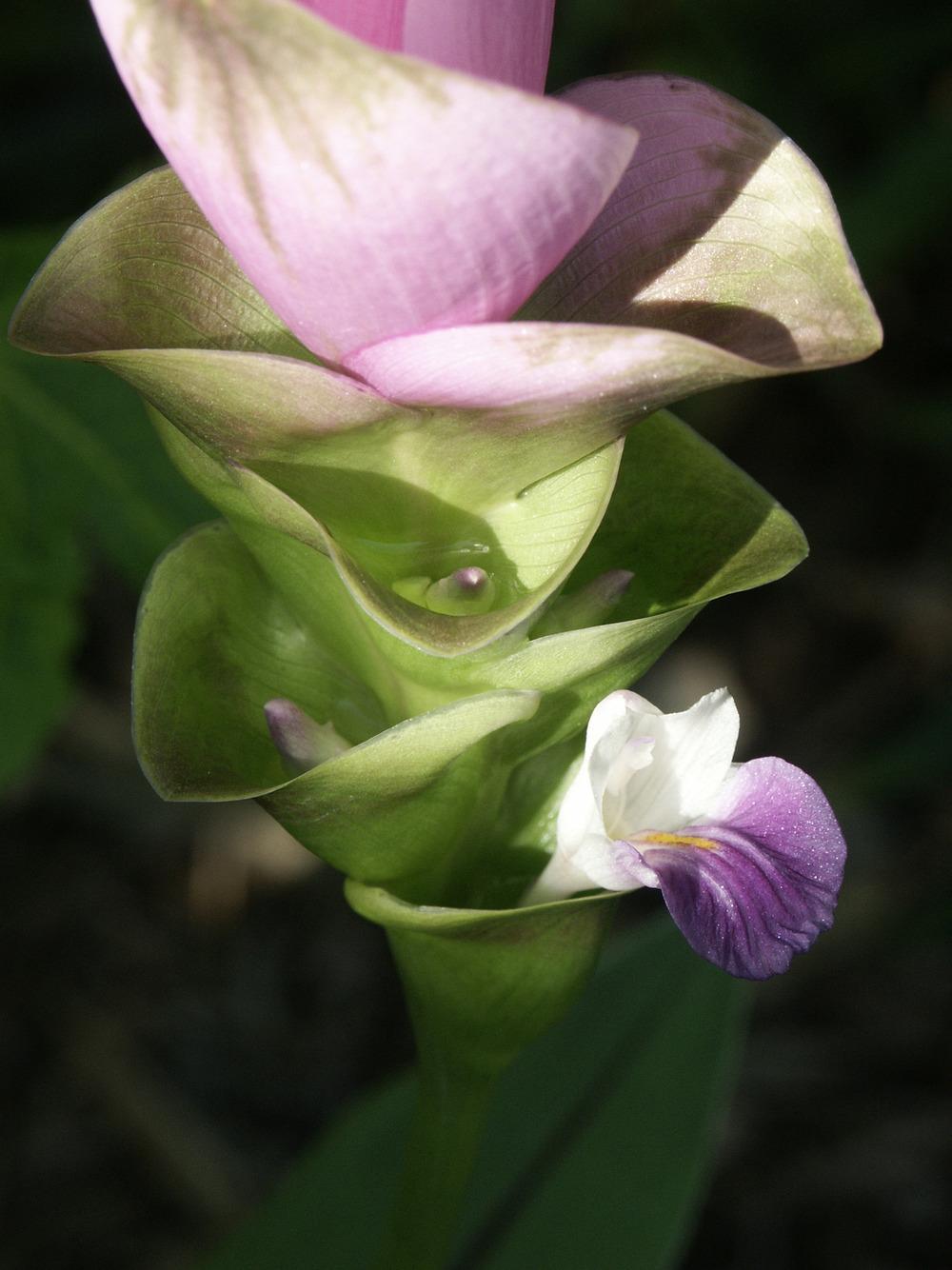 Photo of Siam Tulip (Curcuma alismatifolia) uploaded by admin