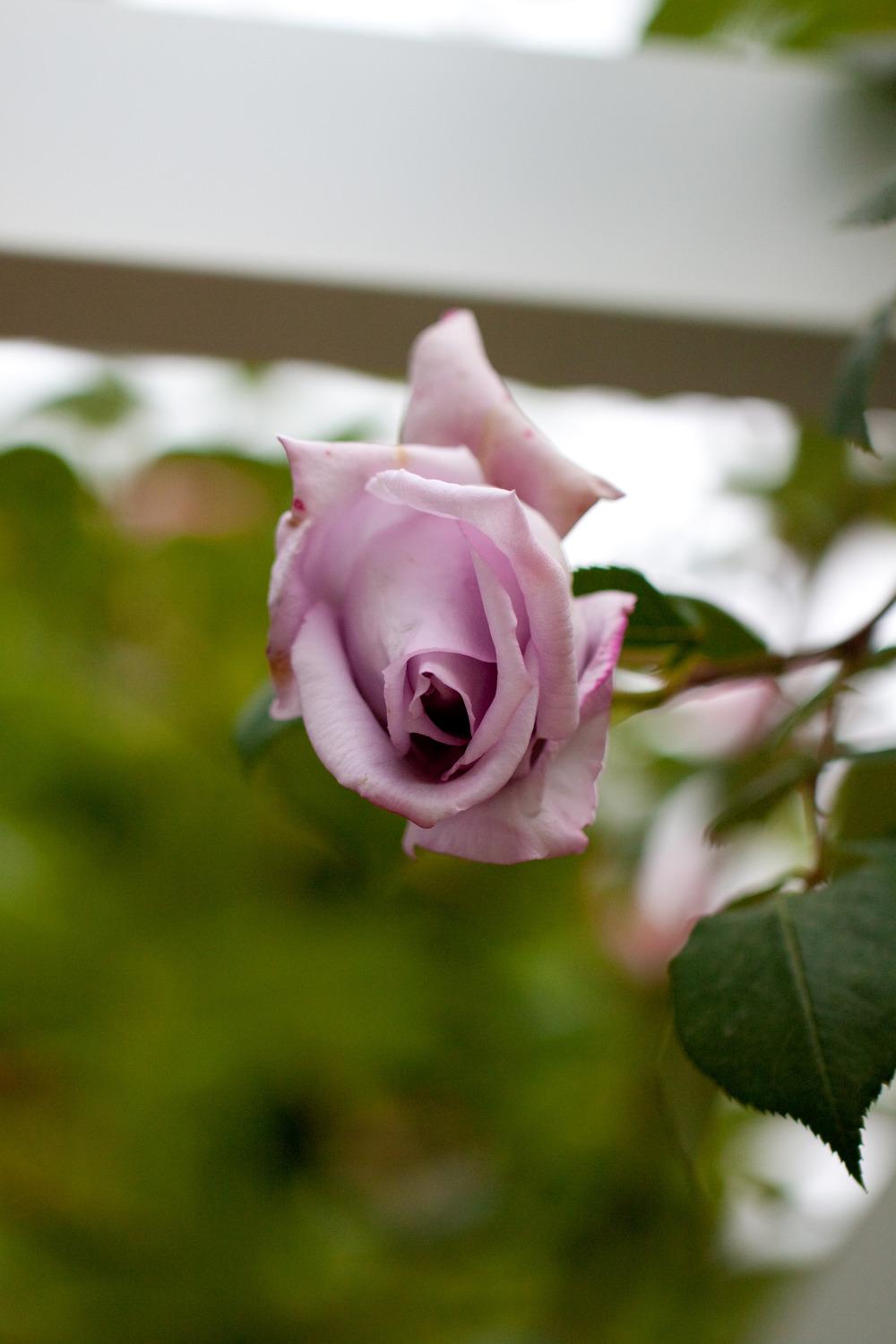 Photo of Rose (Rosa 'Blue Moon') uploaded by admin