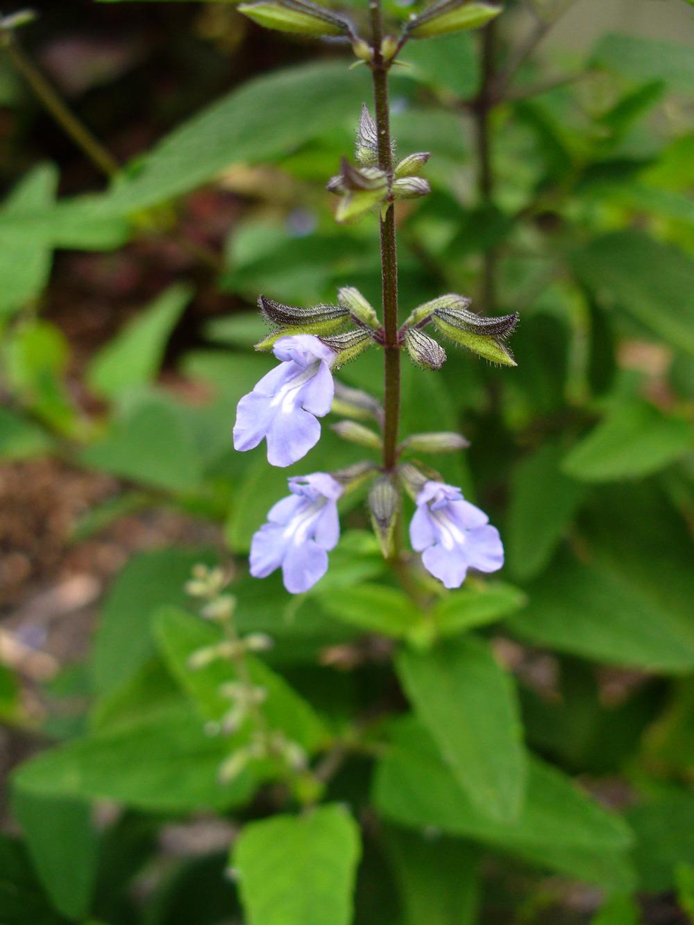 Photo of Cayman Island Sage (Salvia caymanensis) uploaded by admin