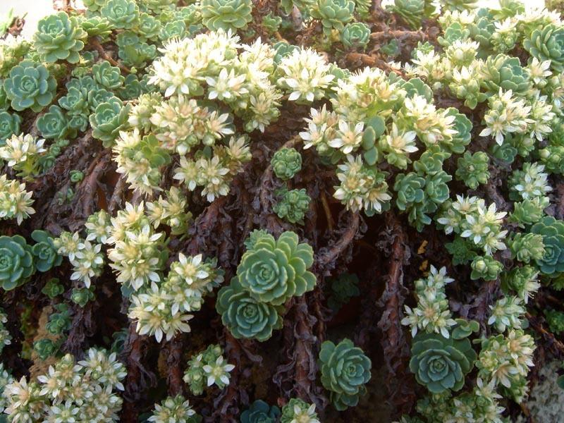 Photo of Afghan Stonecrop (Rhodiola pachyclada) uploaded by admin