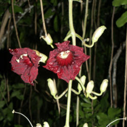 Location: Fairchild Tropical Botanic Garden, Miami, FL USA. This plant is night-blooming. Flowers are pollinated by echo-locating bats in its native Africa
Date: 2008-01-24
Photo courtesy of: scottzona
