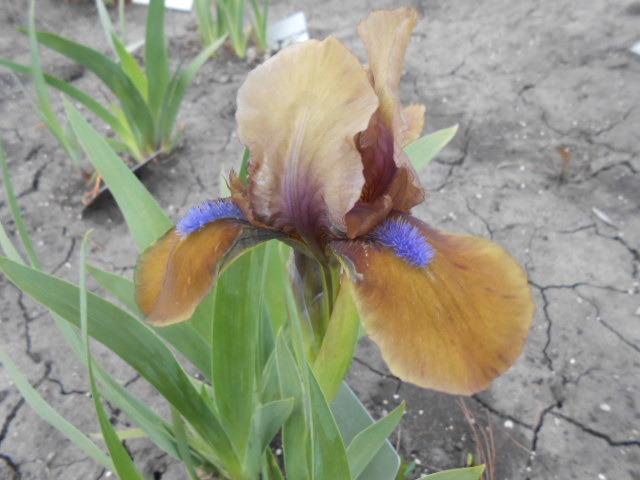 Photo of Standard Dwarf Bearded Iris (Iris 'Gingerbread Man') uploaded by crowrita1