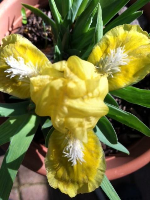 Photo of Miniature Dwarf Bearded Iris (Iris 'Gold Canary') uploaded by grannysgarden
