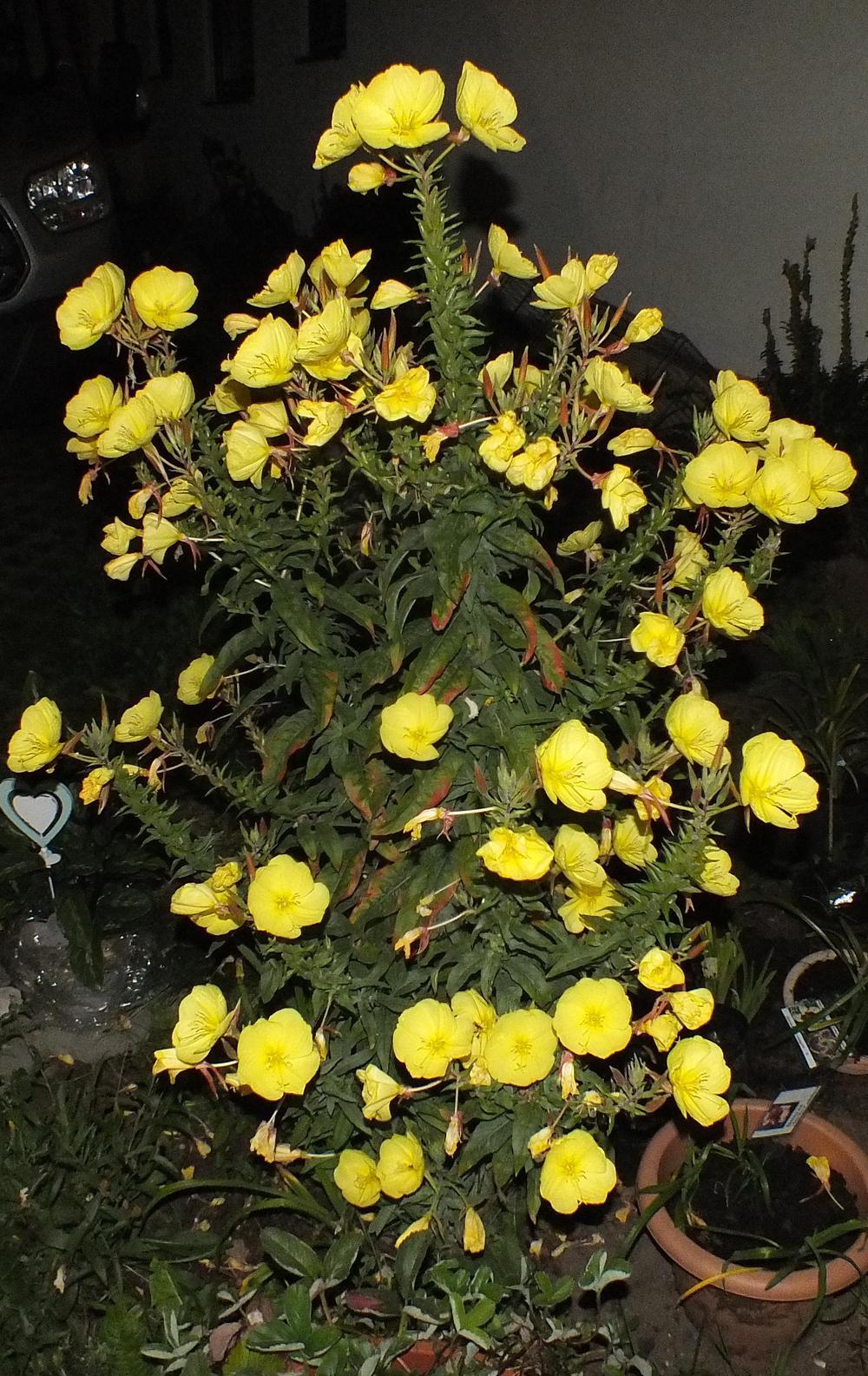 Photo of Common Evening Primrose (Oenothera biennis) uploaded by ladymary5
