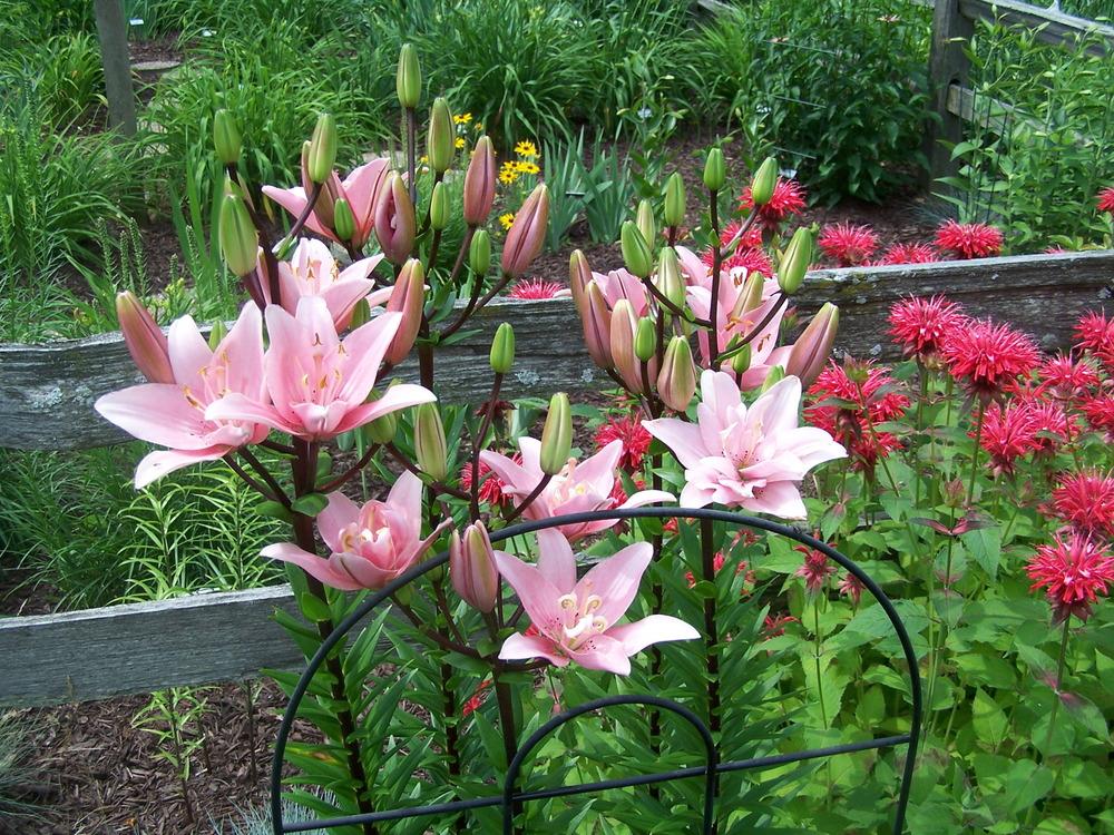 Photo of Lily (Lilium 'Elodie') uploaded by petruske