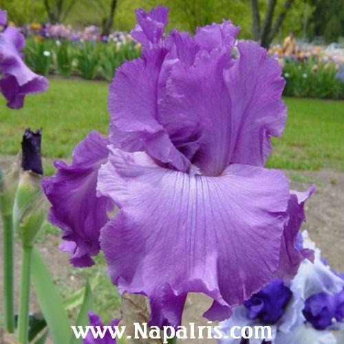 Photo of Tall Bearded Iris (Iris 'Good Looking') uploaded by Calif_Sue
