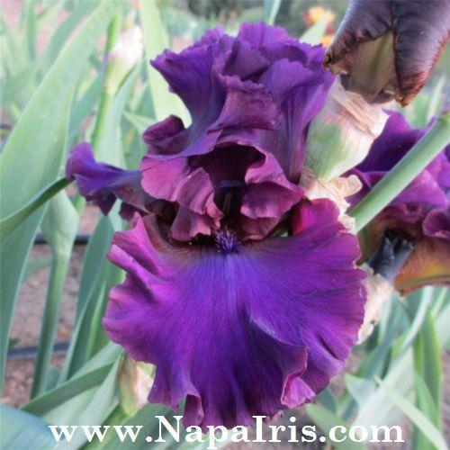 Photo of Tall Bearded Iris (Iris 'Feast of Kings') uploaded by Calif_Sue