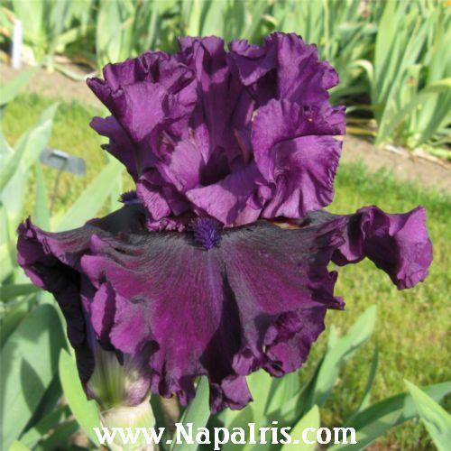 Photo of Tall Bearded Iris (Iris 'Purple Serenade') uploaded by Calif_Sue
