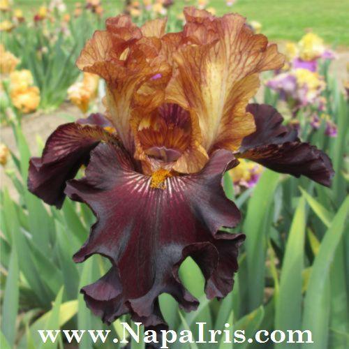 Photo of Tall Bearded Iris (Iris 'Caramel 'n Chocolate') uploaded by Calif_Sue