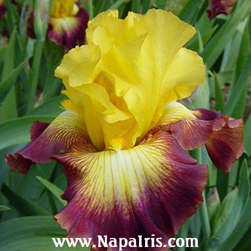 Photo of Tall Bearded Iris (Iris 'Road to Glory') uploaded by Calif_Sue