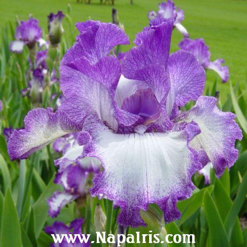 Photo of Tall Bearded Iris (Iris 'Mariposa Autumn') uploaded by Calif_Sue