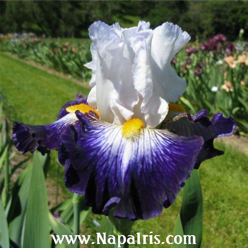 Photo of Tall Bearded Iris (Iris 'Flash of Light') uploaded by Calif_Sue