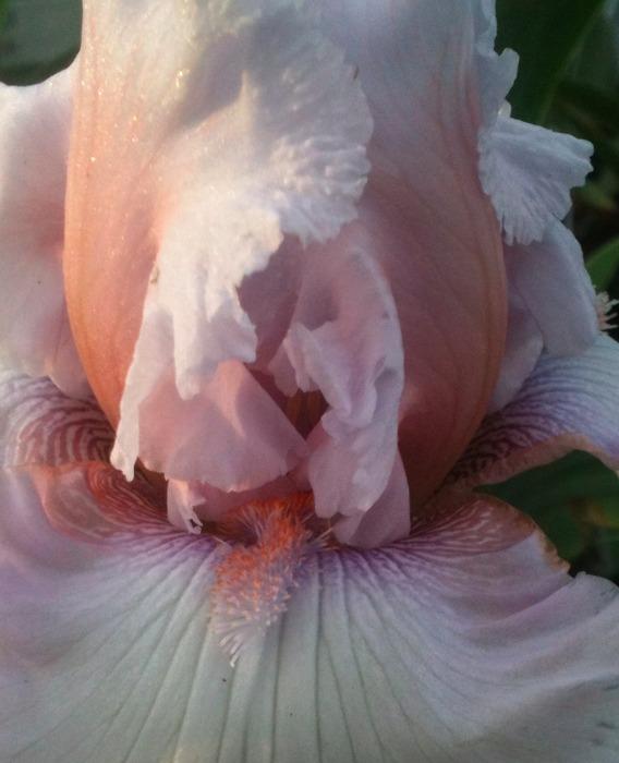 Photo of Tall Bearded Iris (Iris 'Strawberry Frosting') uploaded by Moiris
