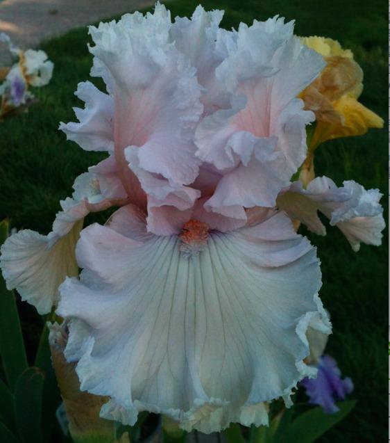 Photo of Tall Bearded Iris (Iris 'Strawberry Frosting') uploaded by Moiris