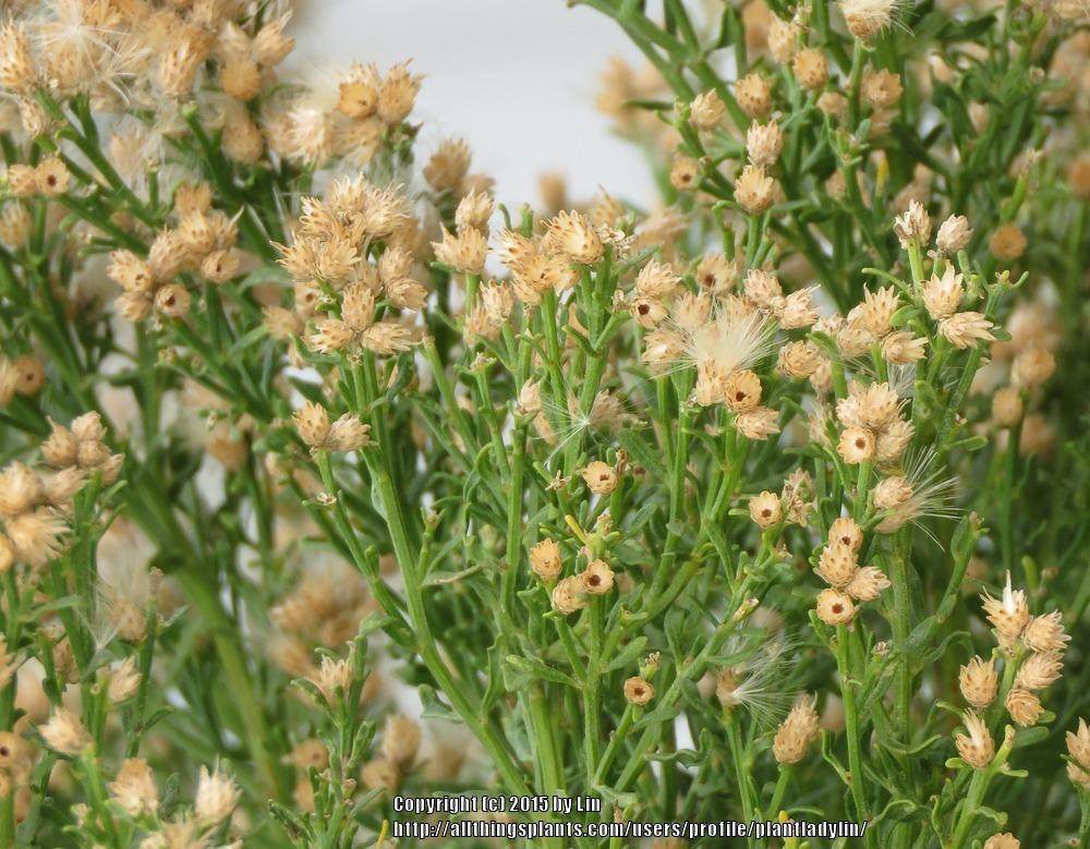 Photo of Desert Broom (Baccharis sarothroides) uploaded by plantladylin
