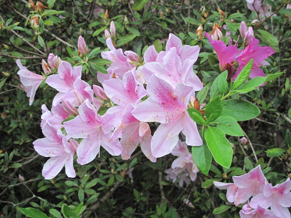 Photo of Southern Indica Hybrid Azalea (Rhododendron indicum 'George L. Taber') uploaded by rocklady