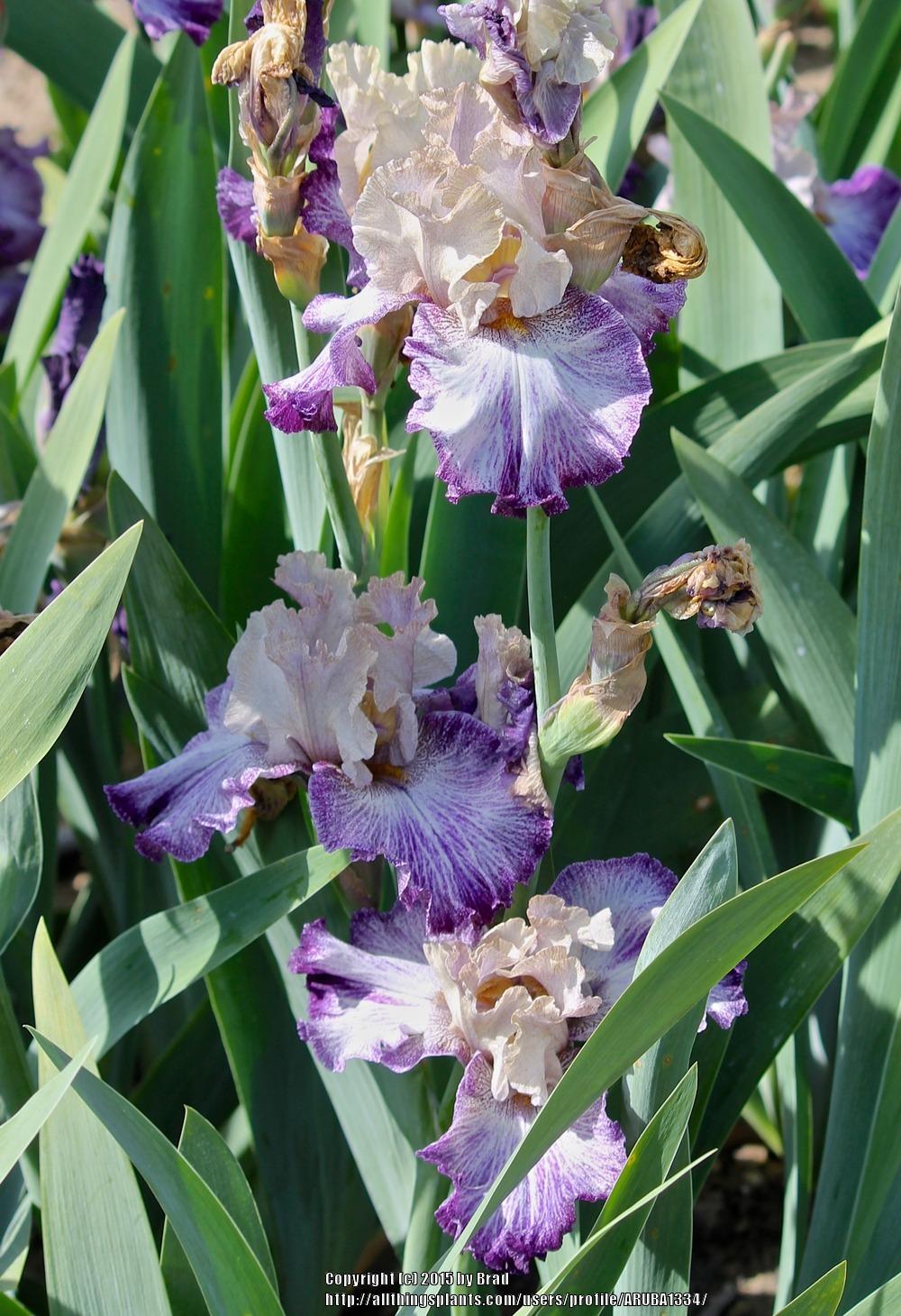 Photo of Tall Bearded Iris (Iris 'Vibrato') uploaded by ARUBA1334