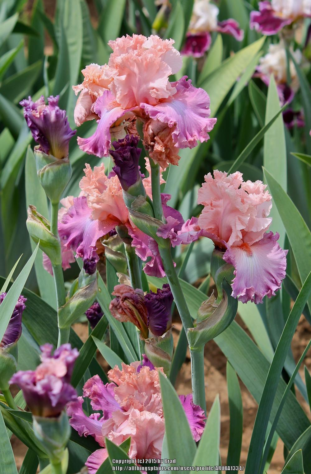 Photo of Tall Bearded Iris (Iris 'Velvet Valentine') uploaded by ARUBA1334