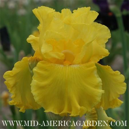 Photo of Tall Bearded Iris (Iris 'Best and Brightest') uploaded by Calif_Sue