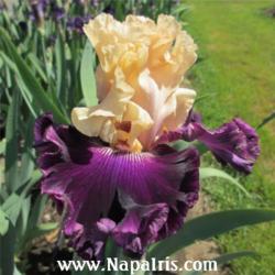 
Date: 2013-05-17
Photo courtesy of Napa Country Iris Garden