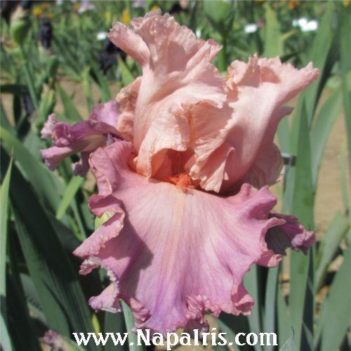 Photo of Tall Bearded Iris (Iris 'Dad Gum Nice') uploaded by Calif_Sue