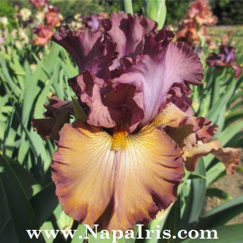 Photo of Tall Bearded Iris (Iris 'Cinque Terre') uploaded by Calif_Sue