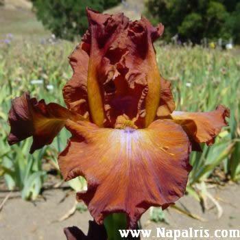 Photo of Tall Bearded Iris (Iris 'Cherokee Tears') uploaded by Calif_Sue