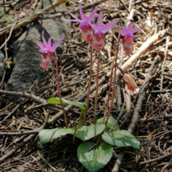 Location: Calypso orchid (Calypso bulbosa) on Siskiyou Wilderness Doe Flat Trail
Date: 2009-05-31
Photo courtesy of: Miguel Vieira