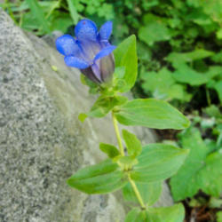 Location: Explorer's gentian (Gentiana calycosa) on Pacific Crest Trail south of Donner Pass
Date: 2009-08-18
Photo courtesy of: Miguel Vieira