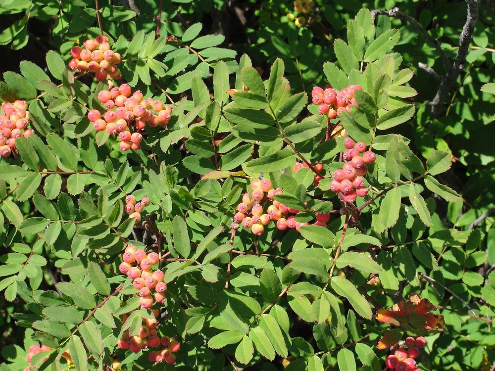 Photo of Sitka Mountain Ash (Sorbus sitchensis) uploaded by admin