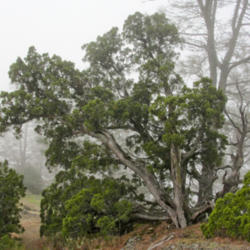 Location: California juniper (Juniperus californica) on Mount Diablo Eagle Peak Trail
Date: 2009-11-24
Photo courtesy of: Miguel Vieira