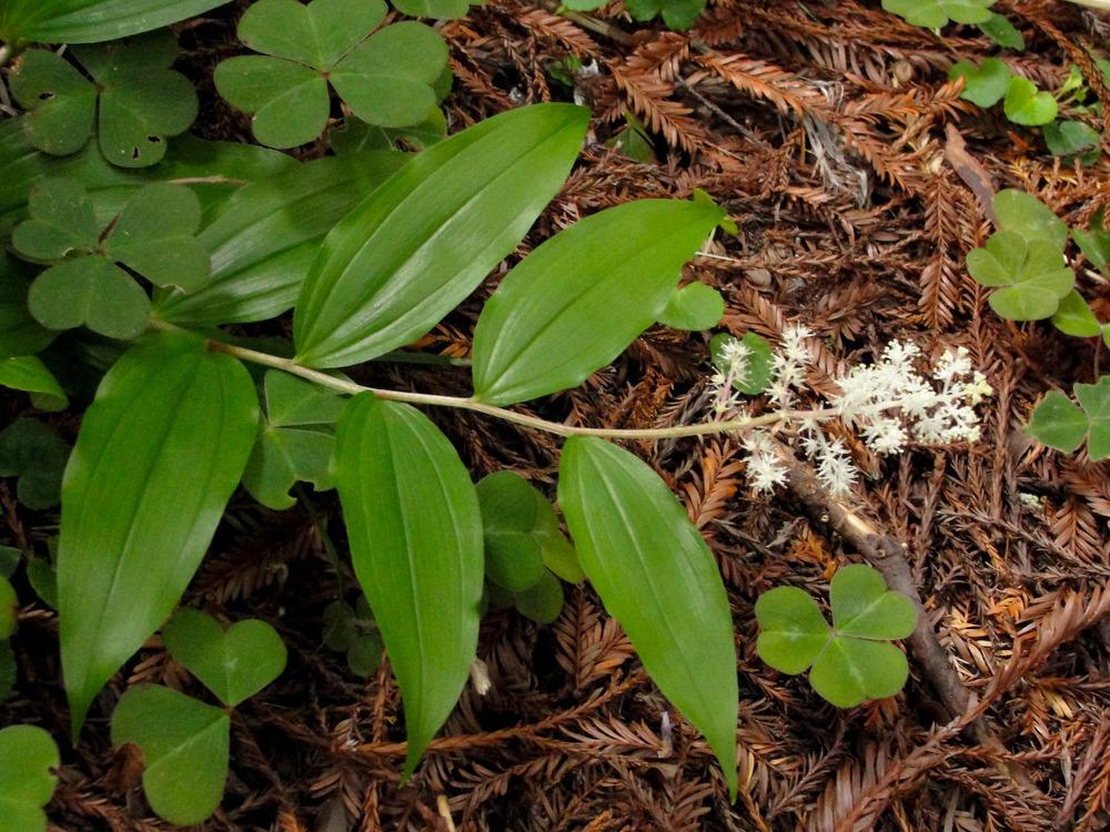 Photo of False Solomon's Seal (Maianthemum racemosum) uploaded by admin