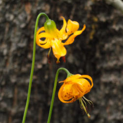 Location: Kelley's tiger lily (Lilium kelleyanum) on Tyee Lakes Trail
Date: 2009-07-28
Photo courtesy of: Miguel Vieira