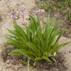 Location: Jeffrey's shooting star (Dodecatheon jeffreyi) on Tyee Lakes Trail
Date: 2009-07-28
Photo courtesy of: Miguel Vieira