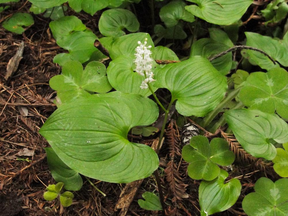 Photo of False Lily of the Valley (Maianthemum dilatatum) uploaded by admin