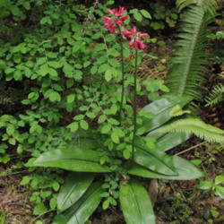 Location: Red clintonia (Clintonia andrewsiana) in Jedediah Smith Redwoods Stout Grove Trail
Date: 2009-06-10
Photo courtesy of: Miguel Vieira