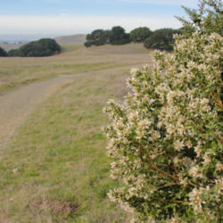Location: Blooming coyote brush (Baccharis pilularis) on Briones Crest Trail
Date: 2009-12-03
Photo courtesy of: Miguel Vieira