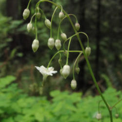Location: Inside-out flower (Vancouveria sp.) in Jedediah Smith Redwoods Stout Grove Trail
Date: 2009-06-10
Photo courtesy of: Miguel Vieira