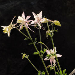 Location: Coville's columbine (Aquilegia pubescens) on Bishop Pass Trail
Date: 2009-07-27
Photo courtesy of: Miguel Vieira