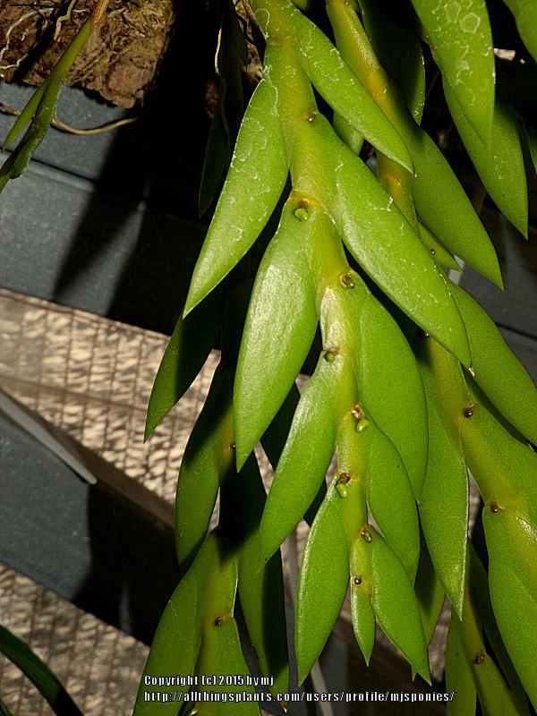 Photo of Double-Edged Orchid (Dendrobium anceps) uploaded by mjsponies