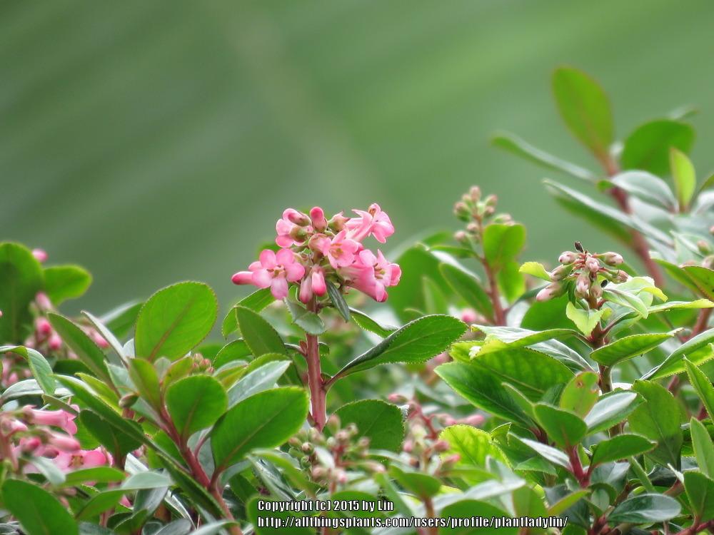Photo of Escallonia uploaded by plantladylin
