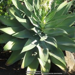 Location: Old Town Historic District, San Diego, California      
Date: 2015-01-12 
Close up of the Foxtail Agave Leaves