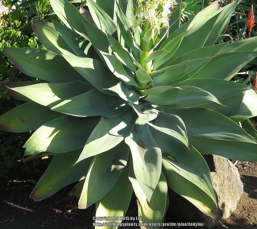 Photo of Foxtail Agave (Agave attenuata) uploaded by plantladylin