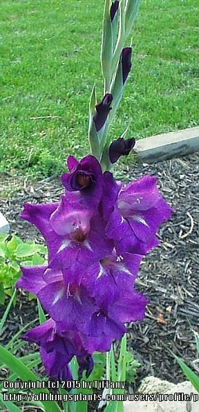 Photo of Gladiola (Gladiolus) uploaded by purpleinopp